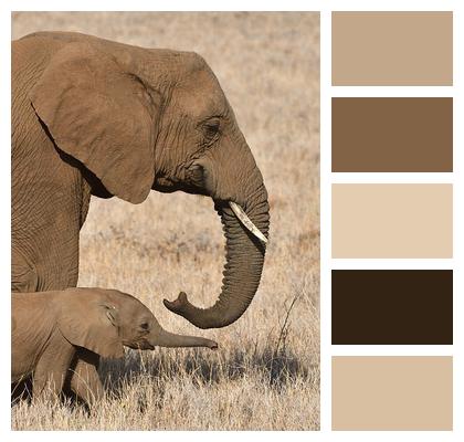 African Elephant Mammal Animal Image